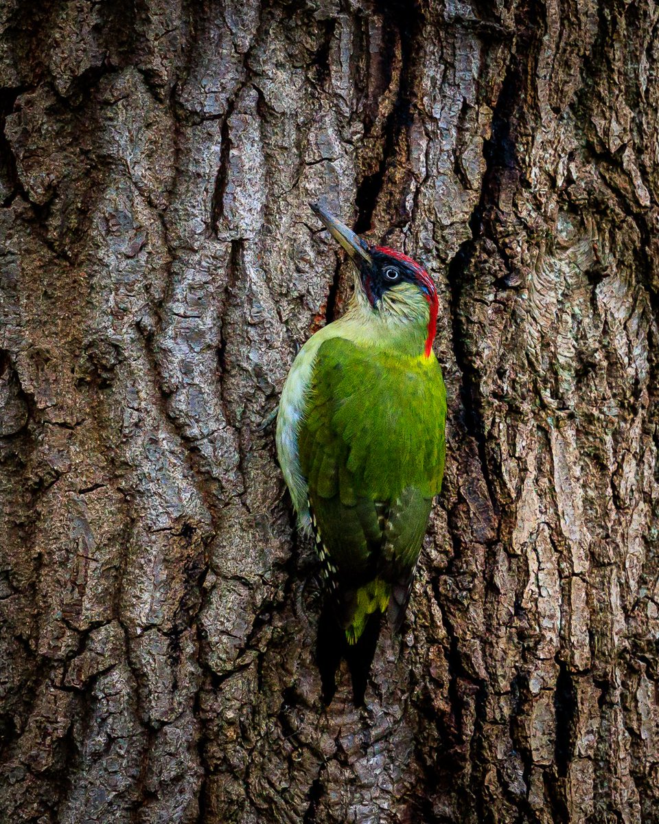 A green woodpecker searching for food in Richmond Park, London.
@Natures_Voice @Team4Nature @Britnatureguide #liveforthestory @iNatureUk @WildlifeMag  @NatureUK @BirdWatchingMag #wildlife #birds @wildlife_uk  #TwitterNatureCommunity #BBCWildlifePOTD