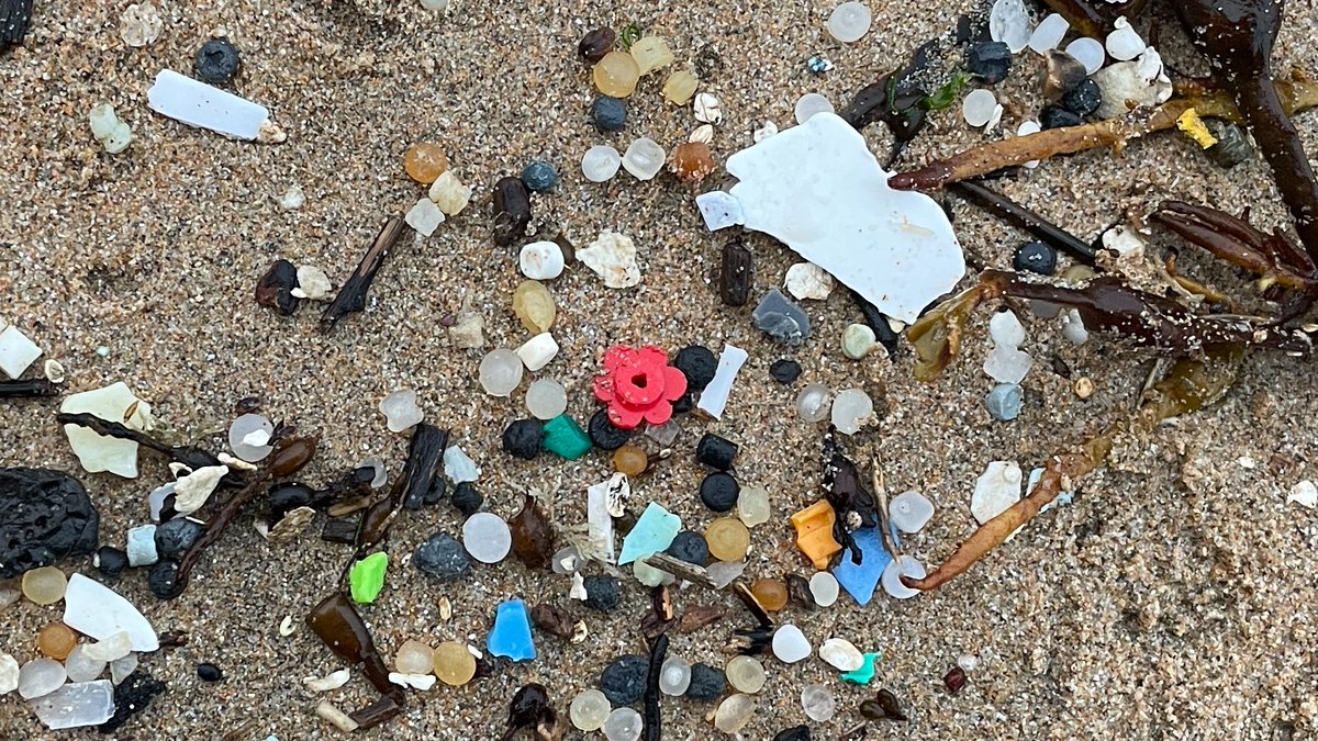 A Lego daisy from the spill on a strandline strewn with plastic on the north coast of Cornwall this morning. There were 88,316 sets of Lego flowers in the shipping container that fell off the Tokio Express in 1997. They originally came in sets of four.