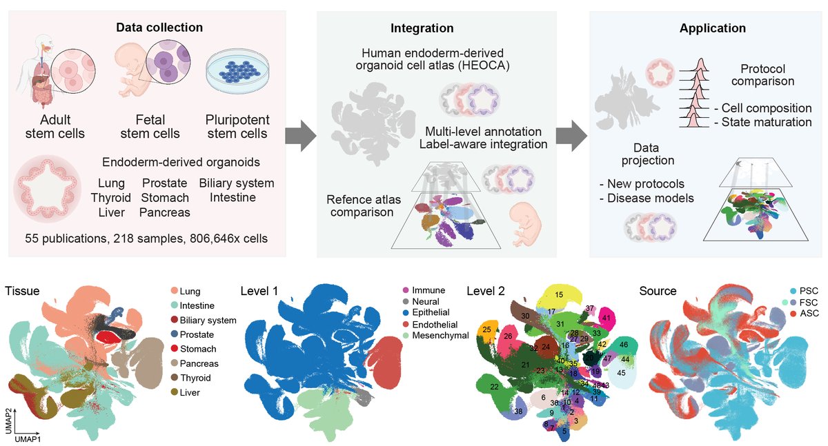 Gray Camp (@graycamplab) on Twitter photo 55 publications, 800K+ cells: First gen. Human Endoderm Organoid Cell Atlas (HEOCA)! Intestine, lung, pancreas, liver, stomach organoids from adult and pluripotent stem cells. Great work <a href="/_xuquan/">Quan Xu 许泉</a> <a href="/HalleLennard/">Lennard Halle, MD</a>! <a href="/TreutleinLab/">Treutlein lab</a> <a href="/fabian_theis/">Fabian Theis</a> <a href="/ETH_BSSE/">D-BSSE, ETH Zurich</a> <a href="/IHB_Research/">Institute of Human Biology</a> #organiods 55 publications, 800K+ cells: First gen. Human Endoderm Organoid Cell Atlas (HEOCA)! Intestine, lung, pancreas, liver, stomach organoids from adult and pluripotent stem cells. Great work <a href="/_xuquan/">Quan Xu 许泉</a> <a href="/HalleLennard/">Lennard Halle, MD</a>! <a href="/TreutleinLab/">Treutlein lab</a> <a href="/fabian_theis/">Fabian Theis</a> <a href="/ETH_BSSE/">D-BSSE, ETH Zurich</a> <a href="/IHB_Research/">Institute of Human Biology</a> #organiods