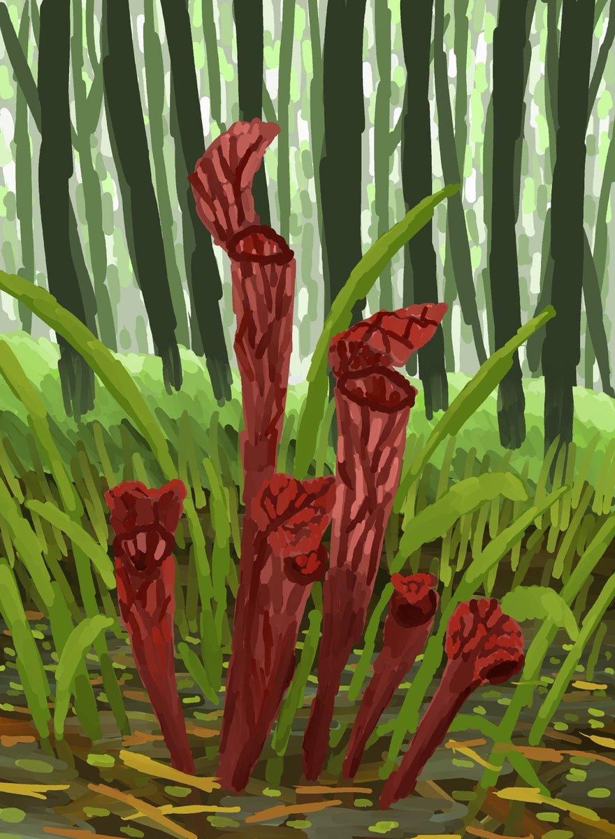 Red pitcher plant. #plant #swamp #drawpile #art #carnivorousplant #forest #artworkdigital #digitalart