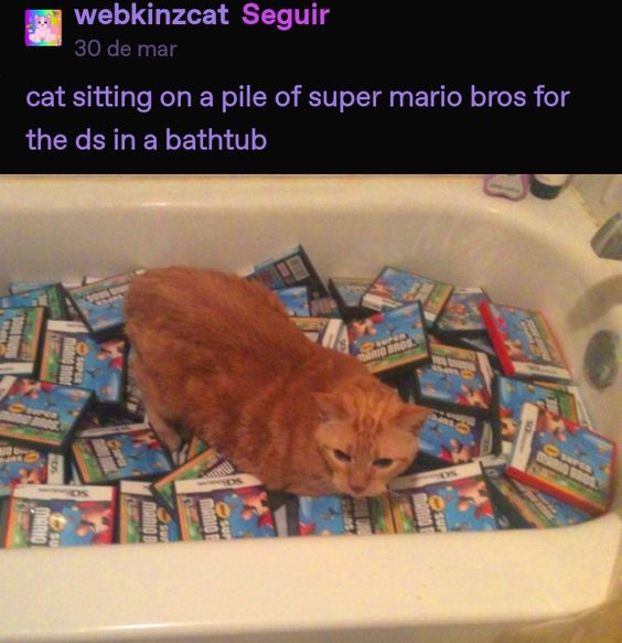 ShowYourCat's tweet photo. https://t.co/NvFzGPttQ1