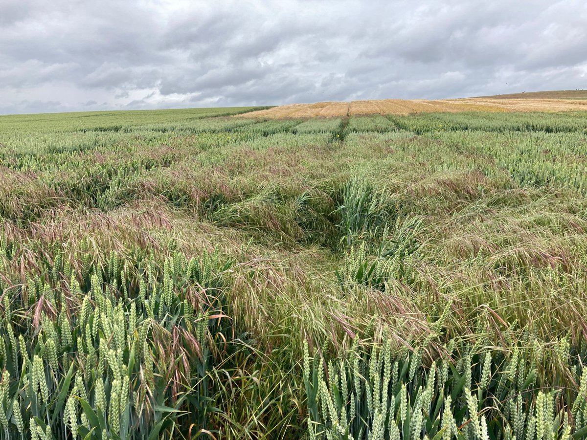 Looking for a farmer to speak on Integrated Weed Management, could even be a farmer &amp; agronomist duo. Needs to be taking a considered approach to cultural &amp; chemical control. Preferably NE based but not a deal breaker. Does anyone spring to mind?