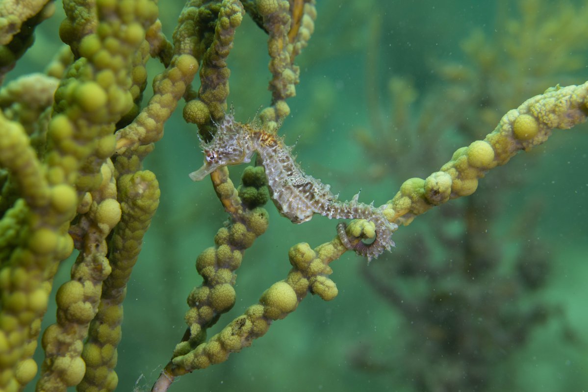 Seahorses can use their super mobile tails to hold on to objects in order to anchor themselves in one spot! 📸Stefan Andrews / Ocean Image Bank