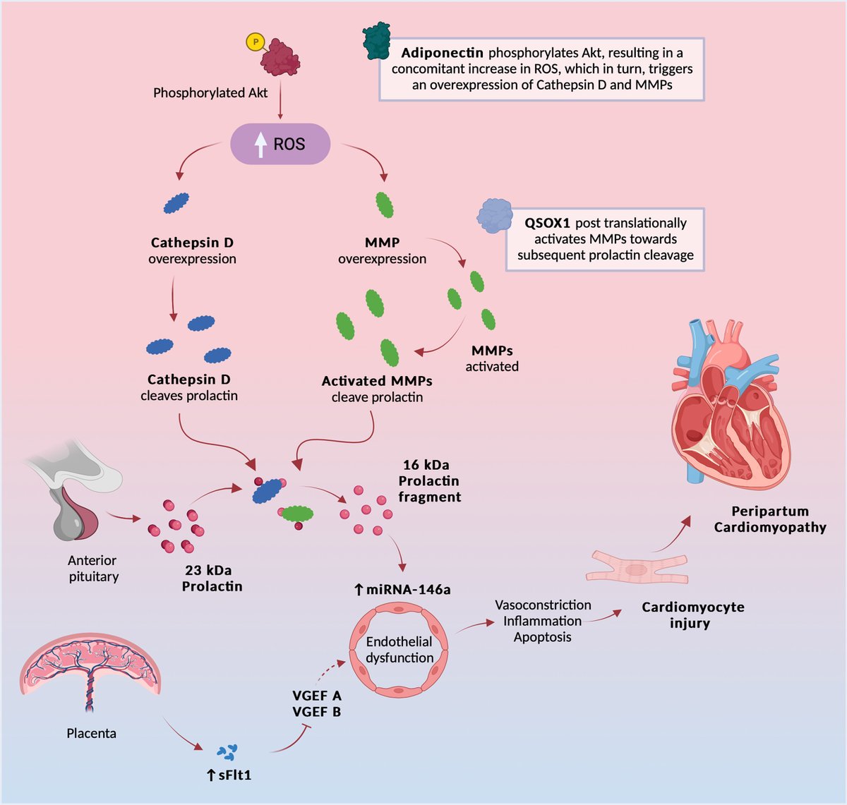 JACC Journals (@jaccjournals) on Twitter photo A multinational study on peripartum cardiomyopathy reveals 29 distinct serum proteins w/ altered expression, spotlighting ADIPOQ, QSOX1, & ITIH3 as key biomarkers. bit.ly/3NyEgK4
#JACCHF #CardioObstetrics <a href="/Sliwa1Karen/">@Karen.Sliwa1</a> <a href="/JBauersachsMD/">Johann Bauersachs</a> <a href="/p_van_der_meer/">Peter van der Meer</a> <a href="/AlexMebazaa/">Alexandre Mebazaa</a> A multinational study on peripartum cardiomyopathy reveals 29 distinct serum proteins w/ altered expression, spotlighting ADIPOQ, QSOX1, & ITIH3 as key biomarkers. bit.ly/3NyEgK4
#JACCHF #CardioObstetrics <a href="/Sliwa1Karen/">@Karen.Sliwa1</a> <a href="/JBauersachsMD/">Johann Bauersachs</a> <a href="/p_van_der_meer/">Peter van der Meer</a> <a href="/AlexMebazaa/">Alexandre Mebazaa</a>