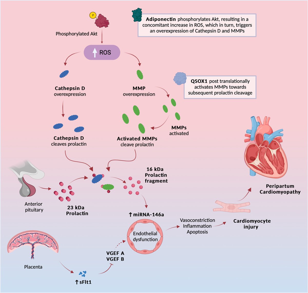 A multinational study on peripartum cardiomyopathy reveals 29 distinct serum proteins w/ altered expression, spotlighting ADIPOQ, QSOX1, & ITIH3 as key biomarkers. bit.ly/3NyEgK4 #JACCHF #CardioObstetrics @Sliwa1Karen @JBauersachsMD @p_van_der_meer @AlexMebazaa