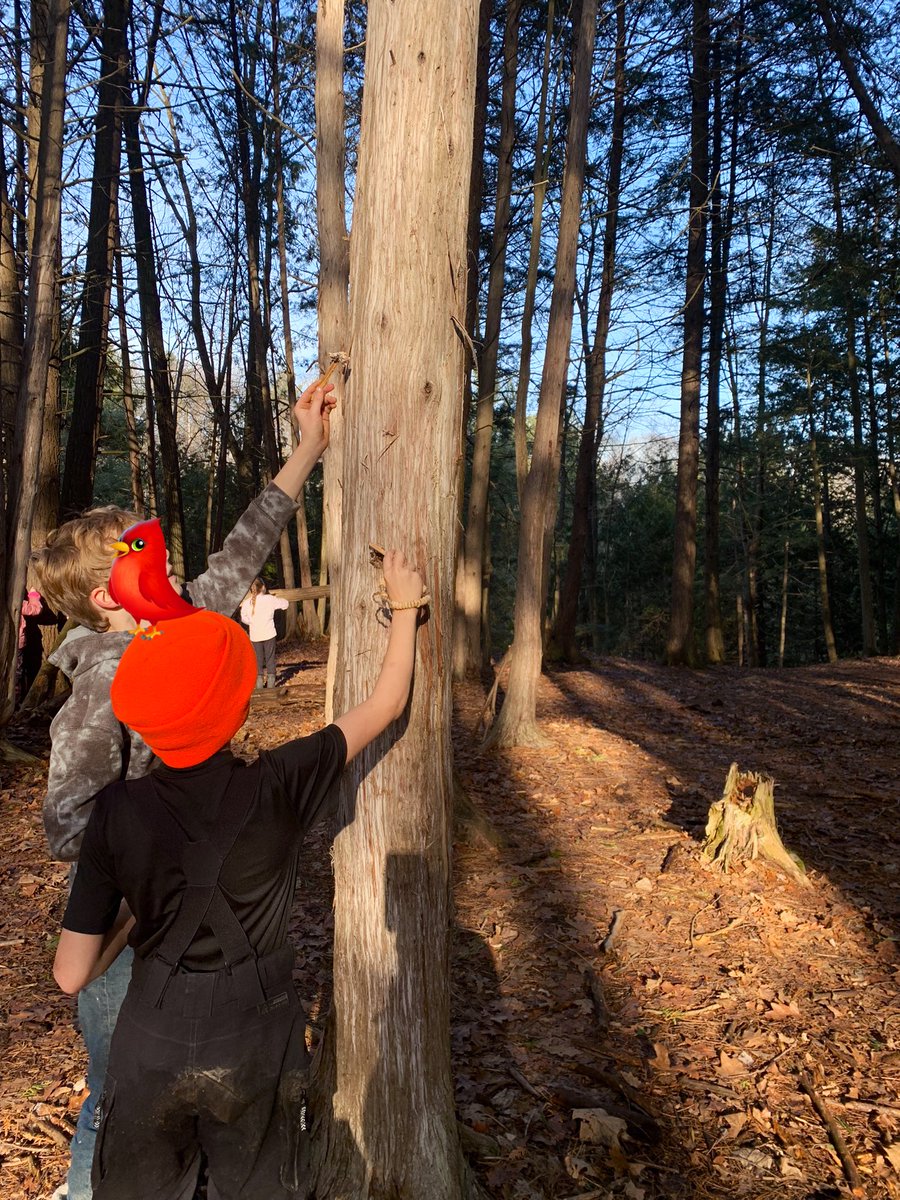 Mrs. Collins (@teach__collins) on Twitter photo Giving back to nature for the holidays. We provided a little snack for our Chickadees, Juncos, Cardinals and Jays <a href="/ForestHillPS/">Forest Hill Public School</a> <a href="/scdsboutdoors/">@SCDSBoutdoors</a> Giving back to nature for the holidays. We provided a little snack for our Chickadees, Juncos, Cardinals and Jays <a href="/ForestHillPS/">Forest Hill Public School</a> <a href="/scdsboutdoors/">@SCDSBoutdoors</a>