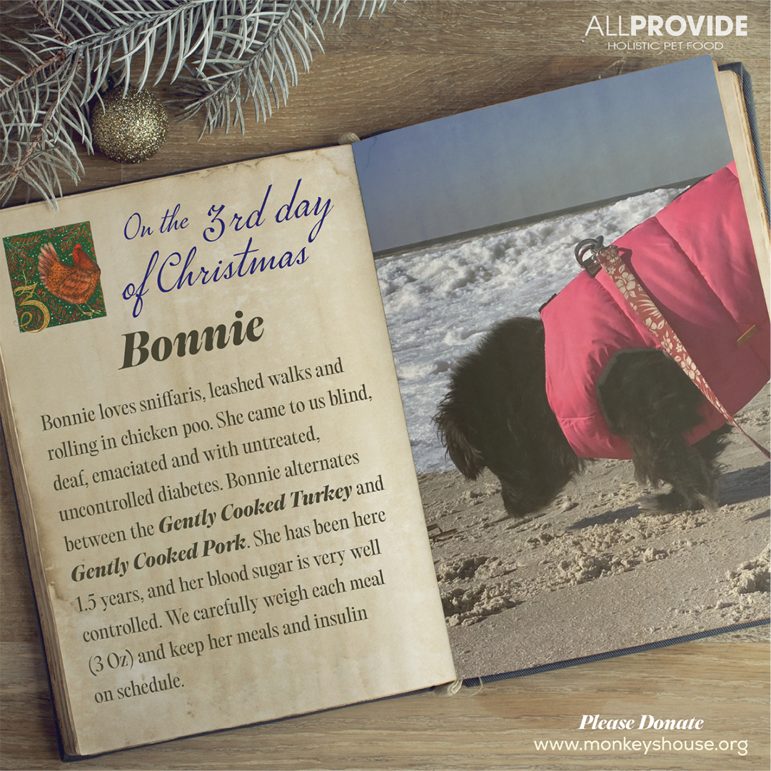 The 12 Dogs of Xmas CELEBRATING PETS in a series of awe-inspiring “true loves.” They're our gifts. This is their story. Non-profit Monkey’s House is a loving place where dozens of dogs have spent their final days. Pet hospice #DONATE TODAY monkeyshouse.org 
#petcharity