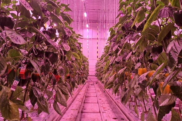 New research in optimizing and measuring irrigation in pepper with LED @DelphyEN hortidaily.com/article/958744…