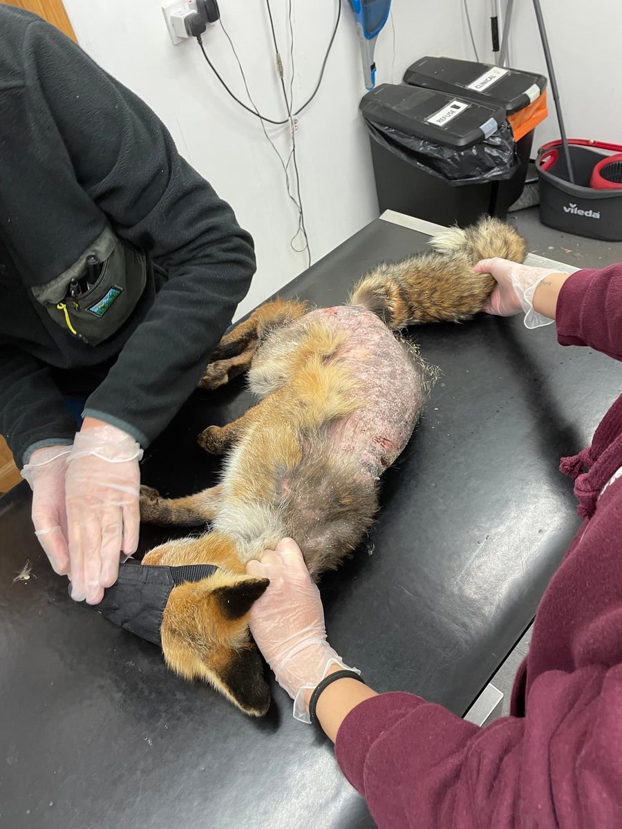 We don't think anyone could blame poor 'Chef' for trying to ditch the winter blues by sneaking into someone’s kitchen. Missing more than half of his fur, 'Chef' has obviously got a bad case of mange. He’ll be with us for a few weeks whilst he recovers 🦊🧡