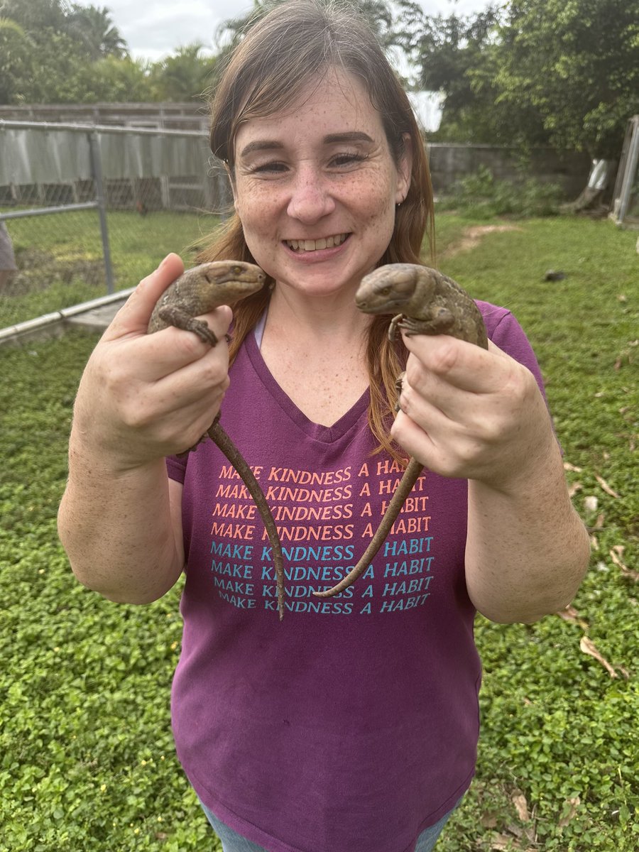 What’s better than a baby monkey tail skink??? TWINS!!!!
#animal #animals #reptile #reptiles #lizard #lizards #skink #skinks #monkeytailedskink #solomonislandskink #corucia #babyskink #twins