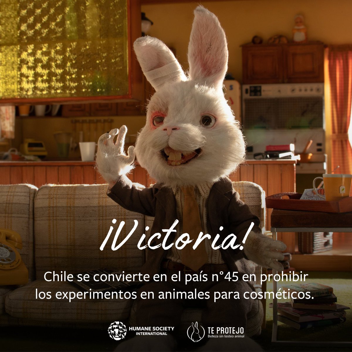 ¡Chile prohíbe las pruebas en animales para cosméticos! 💚😭🐰. El proyecto de ley pasó la votación final en el Senado, convirtiendo a Chile en el país 45 #BeCrueltyFree.  Ahora se enviará a la Cámara de Diputados para comunicarle al Ejecutivo la aprobación del Congreso #esley