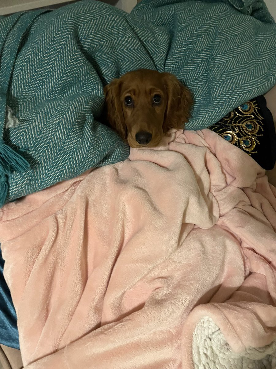 Smashed through two new texts at A-level this term. The metanarrative and subsequent nature of reality created by Atonement is something that I sit and ponder a lot… Here is a puppy to alleviate that brain ache a little.