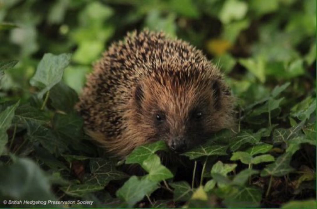 Please say no to garden poisons such as pesticides and weedkillers, to help keep them out of the food chain. Hedgehogs, for example, can hoover up over 100 invertebrates every night! #wildlife #gardening #nature