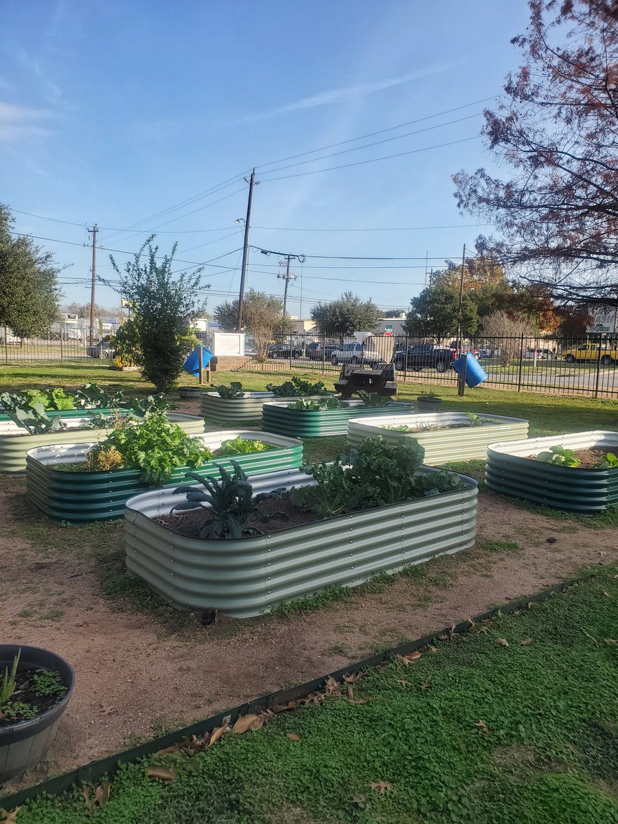 The amazing student volunteers at Milby Highschool and Deady Middleschool worked hard to put this garden bed together and plant all these vegetables at Mission Milby months ago.  All that hard work has paid off with a great harvest.