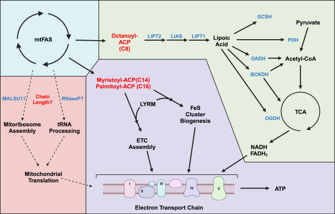New! Online now: Mitochondrial fatty acid synthesis is an emergent central regulator of mammalian oxidative metabolism dlvr.it/T0Pnjf