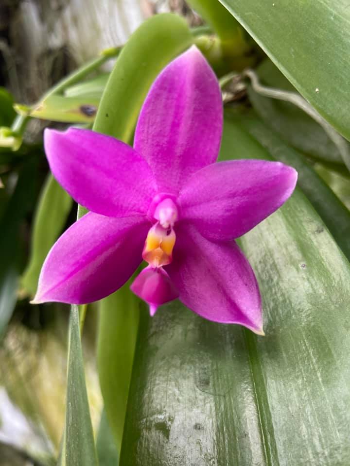 Phal George Vasquez 'Eurkea' FCC/AOS #orchids #plants