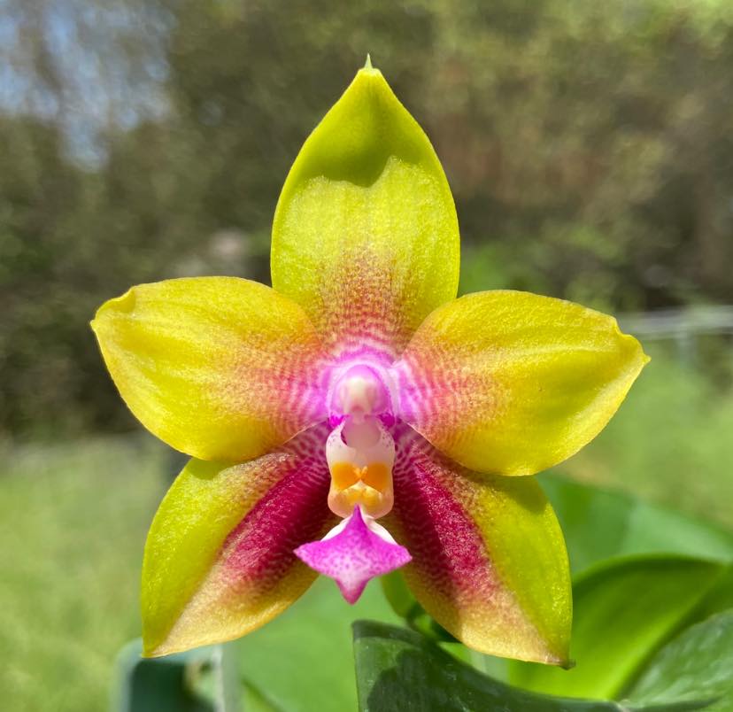 Phalaenopsis Pylo's Dena #orchids #plants
