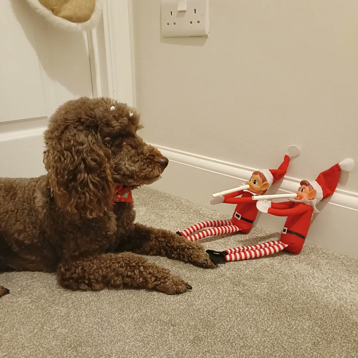 Please can you stop firing paper balls at me you naughty elves 🐩🐾

#naughtyelves #elfontheshelf #ziggyiggyandizzy #hearingdogsfordeafpeople