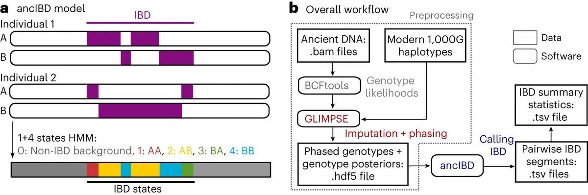 doi.org/10.1038/s41588… ancIBD is published now! 🧬💀 Our tool brings accurate IBD detection to aDNA. We show that this unlocks the detection of up to sixth-degree relatives in aDNA, and reveals new links between ancient cultures. A short summary ⬇️ (1/5)