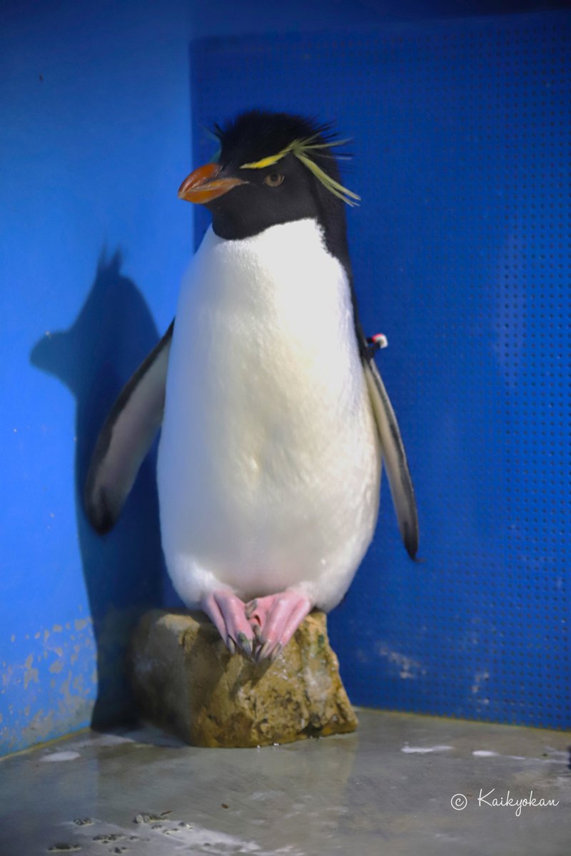 southernrockhopperpenguin - Search / X