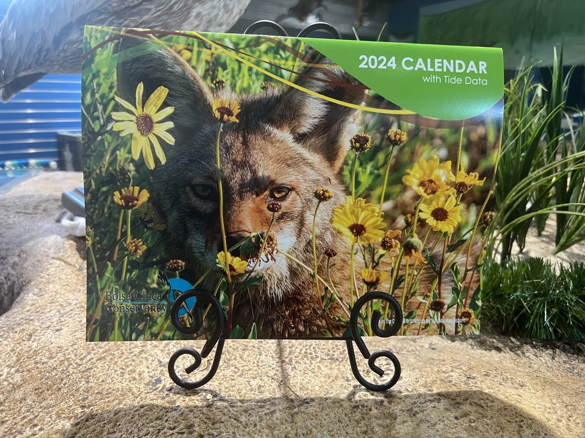 The Bolsa Chica Conservancy 2024 calendar with tide data is ready while supplies last! Stop by the Bolsa Chica Interpretive Center (3842 Warner Ave., Huntington Beach, CA 92649) between 9am-4pm to get theirs for a $20 tax-deductible donation today! Tax ID #33-0392527🌊📅