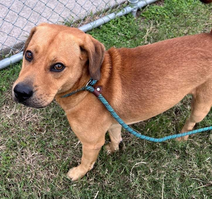 psychicwhisper3's tweet photo. ๐ถRUSTY๐๐พ#A338191 #CorpusChristiTX
๐ฅฐA Black Mouthed Cur Mix 3 Yrs Insecure Nervous Around Other๐Shelter Cannot
Expect every dog to be Confident๐ข
Hes Very Friendly With๐งโ๐คโ๐งProbably Prefers
Them๐คDeadline๐12/21๐
Please #Pledge To๐โ๏ธ361-826-4630
๐งccacsrescues@cctexas.com https://t.co/wvyrfFdh6B