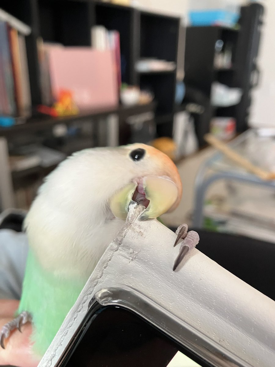 【激撮】スマホケースかじりの現行犯