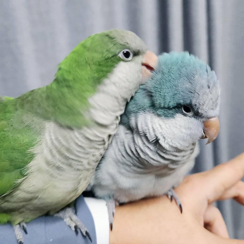 형아 뒤통수 긁어주는 맑눈광 앵무