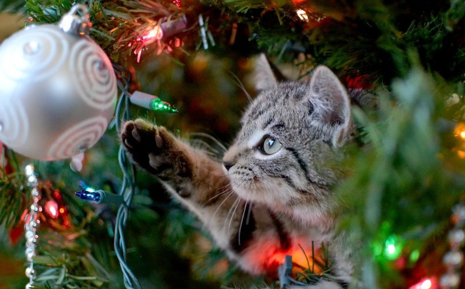 ISAPET's tweet image. Árbol, luces, adornos navideños, entre otros, puedes ser un riesgo o crear estrés para nuestras mascotas. Como tutores responsables es importante estar atentos a su salud física y emocional y tomar las medidas necesarias cuando así se requiera.
#mascotas