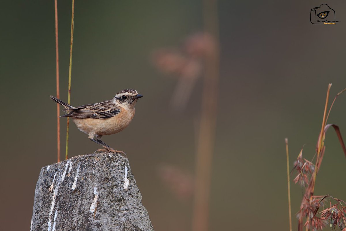 The ONLY individual in India. The #Whinchat which is found in Europe & Africa was the rarest of rare find for me #lifer #IndiAves #canonphotography @natgeoindia #BBCWildlifePOTD #birds #birding #birdwatching #BirdsSeenIn2023 #TwitterNatureCommunity @ParveenKaswan @Team_eBird