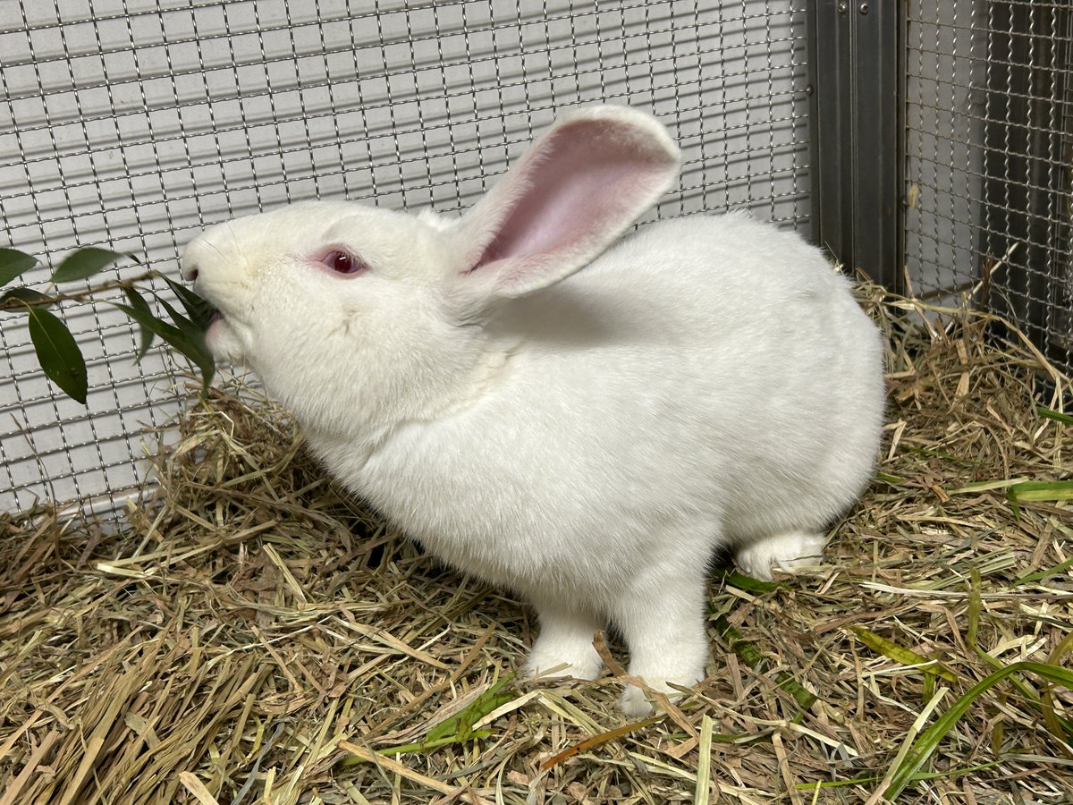 突然ですが、クイズです！ ＼ 「小さな動物たちのおうち」で飼育して