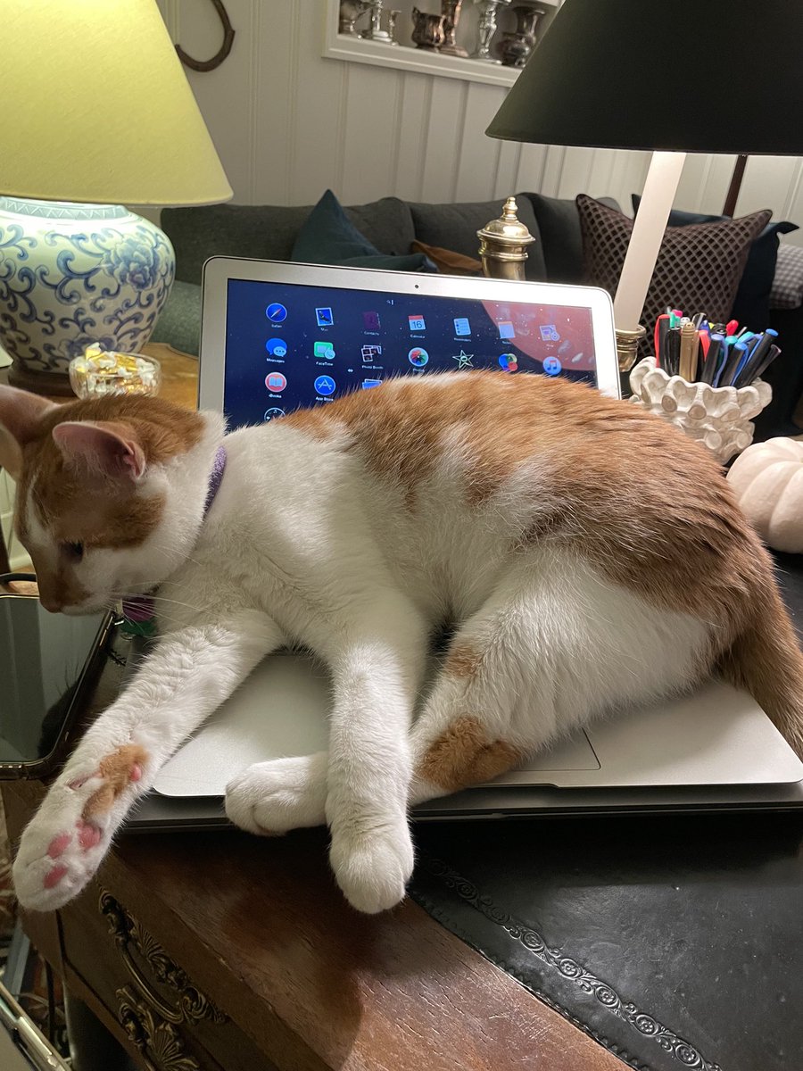 Say hello to Honey! The newest member of the Walz family.    She’s a rescue-pet and already has a few favorite spots: under the tree and right on top of whatever I'm trying to read.