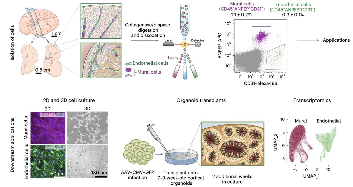 Elizabeth Crouch, MD/PhD (@elizabetscrouch) on Twitter photo Pleased to post our <a href="/NatureProtocols/">Nature Protocols</a> pub profiling human vasculature using transcriptomics and organoids 🧬🧠🧫. rdcu.be/dtHaO Building off previous work in 🐭brain, we describe human specific procedures for #flowcytometry #neurovascular #organoids & #transcriptomics Pleased to post our <a href="/NatureProtocols/">Nature Protocols</a> pub profiling human vasculature using transcriptomics and organoids 🧬🧠🧫. rdcu.be/dtHaO Building off previous work in 🐭brain, we describe human specific procedures for #flowcytometry #neurovascular #organoids & #transcriptomics