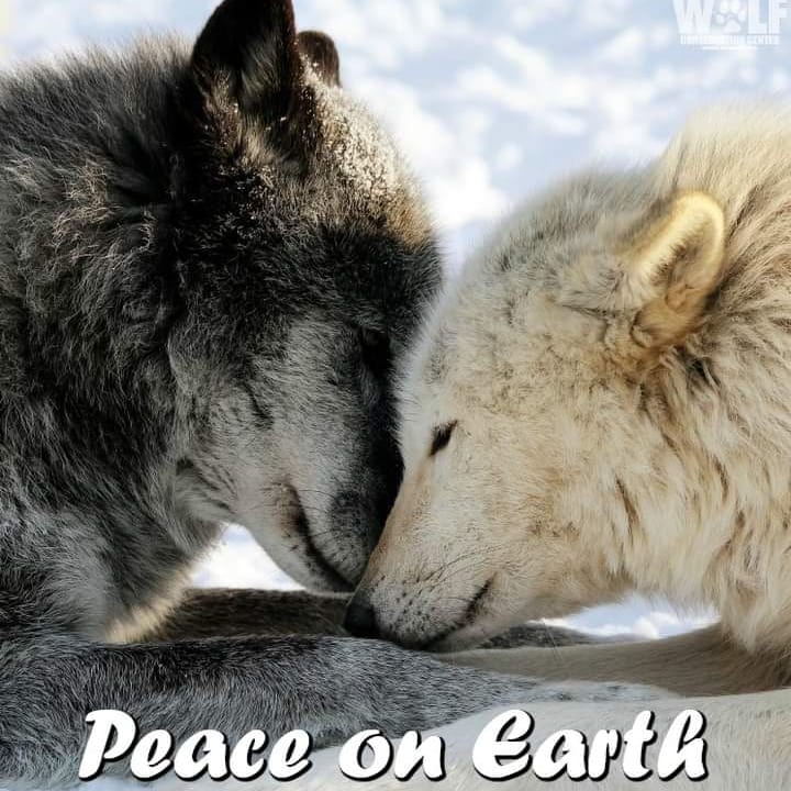 Kim Satter tweet media