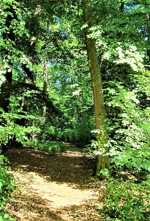 Greenisamissio1's tweet image. Reminder:
Forests are the natural hospitals for body and soul. You go in, no one asks you, no one gives you appointments for examinations, etc. You get what you need, and you feel better, and you are also delighted by the splendor and beauty. We need more forests worldwide.💚🌳🌲