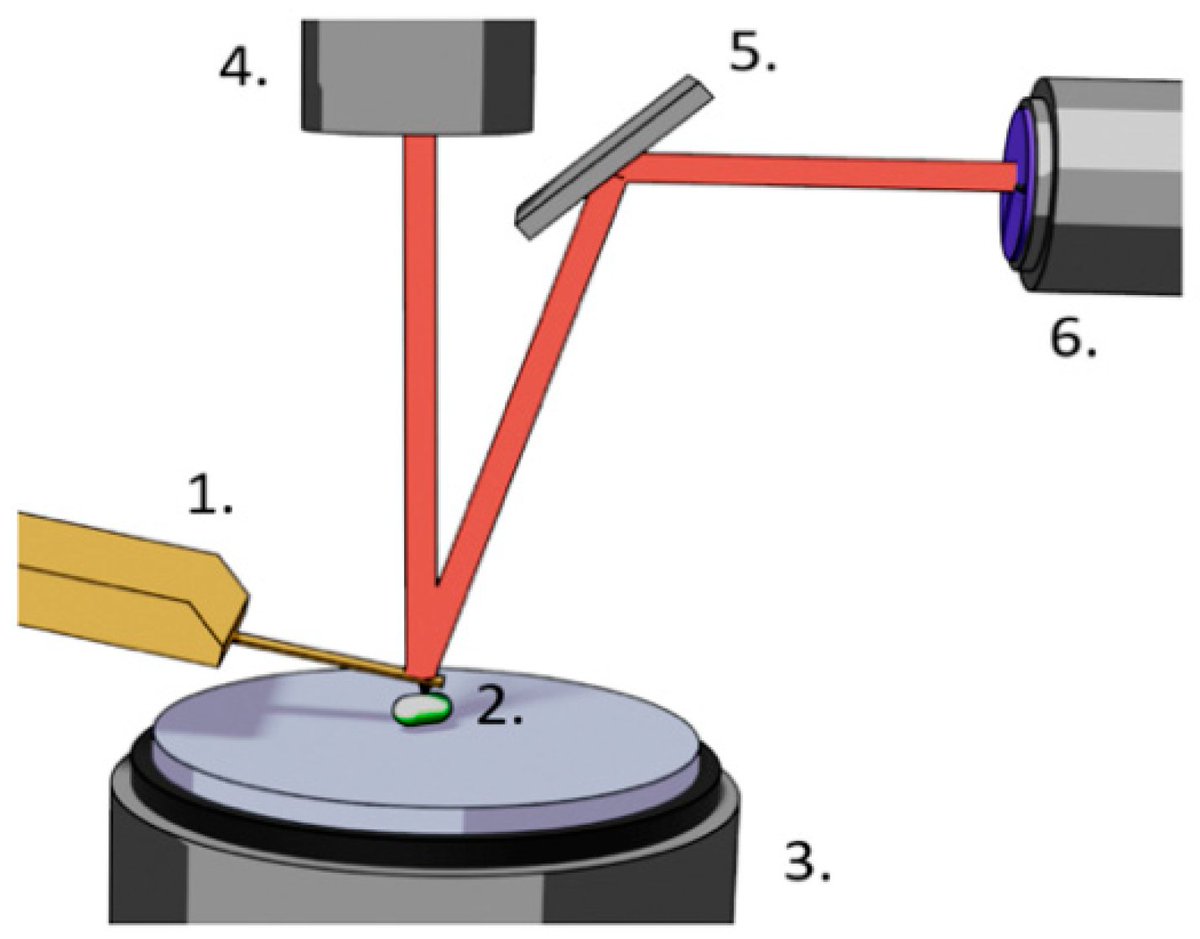 antibioticsmdpi's tweet image. 📢Authors of #Cited paper present the application of a #technique to the slowly growing and #pathogenic #Bordetella #pertussis #bacteria.

📝 by Ronnie Willaert, Osvaldo Yantorno, María Elena Vela, Sandor Kasas et al.

🔗Read the paper at mdpi.com/2079-6382/10/3…