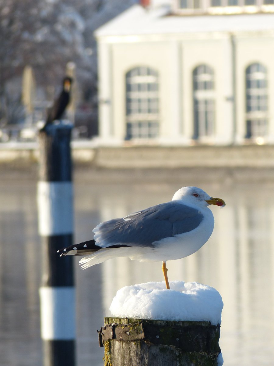 JochenKrautwald's tweet image. Eine #Silbermöwe #Larus_argentatus am 3.12.2023 am Seerhein in Konstanz