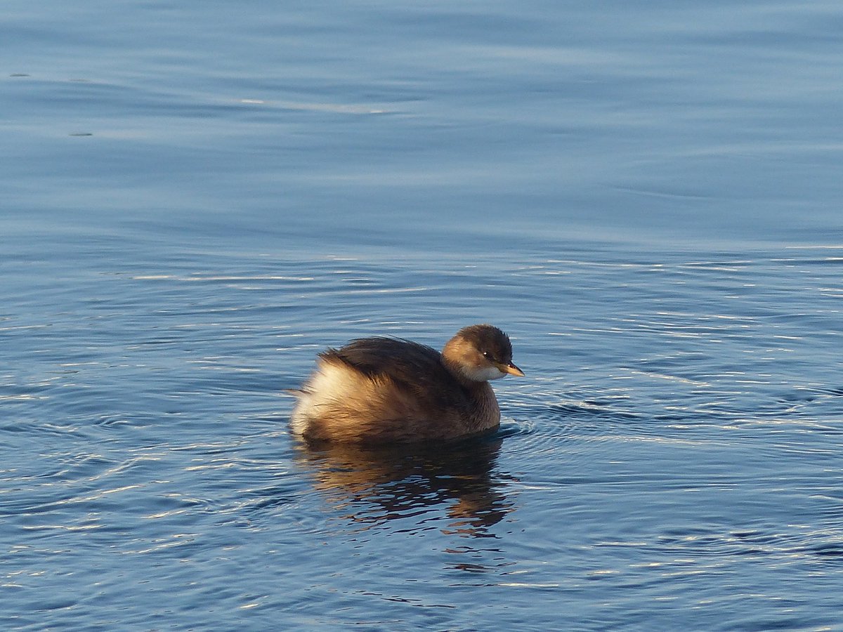 JochenKrautwald's tweet image. Ein #Zwergtaucher  #Tachybaptus_ruficollis am 3.12.2023 am Seerhein in Konstanz