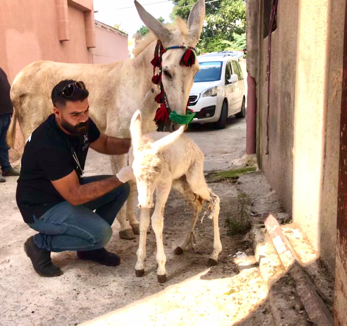 🍼 Many foals are born in rural locations & are too far away to see a vet or their owners can't afford to pay😢 🚑 Dr Rakan travels all over the West Bank with the mobile clinic to check & treat these foals providing free vital veterinary care🙏 ow.ly/TN2650Os20L