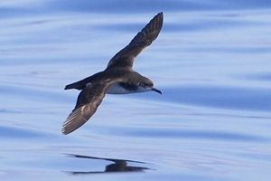 NEW JOB in #ornithology to study demographic parameters of #seabirds to predict the effects of offshore wind farms: buff.ly/4847sAR