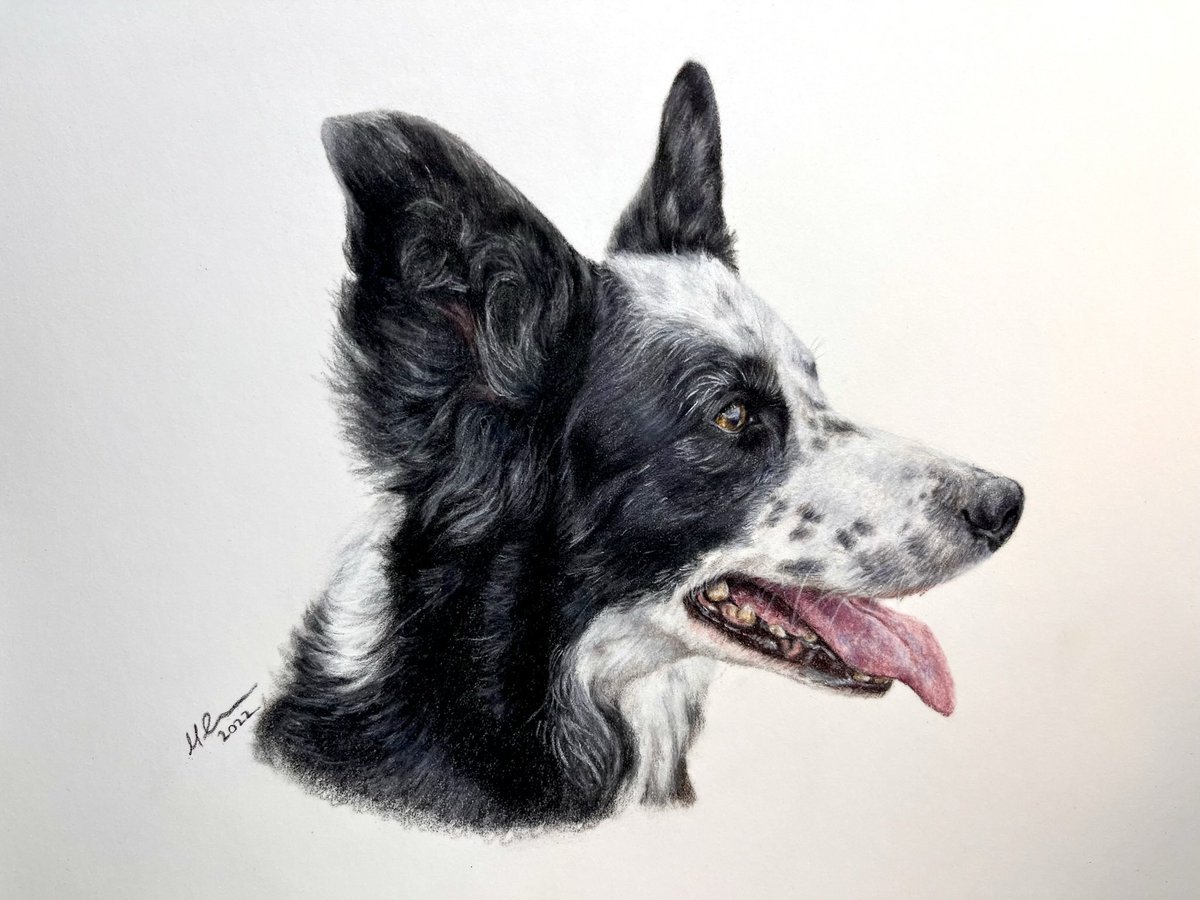 Today’s #throwbackthursday is to this time last year when I finished this portrait of stunning working sheepdog, Kate, for @AmandaOwen8 . Kate was a wonderful dog, companion and sheepdog and I hope I captured that in her portrait. #sheepdog #collie #petportrait