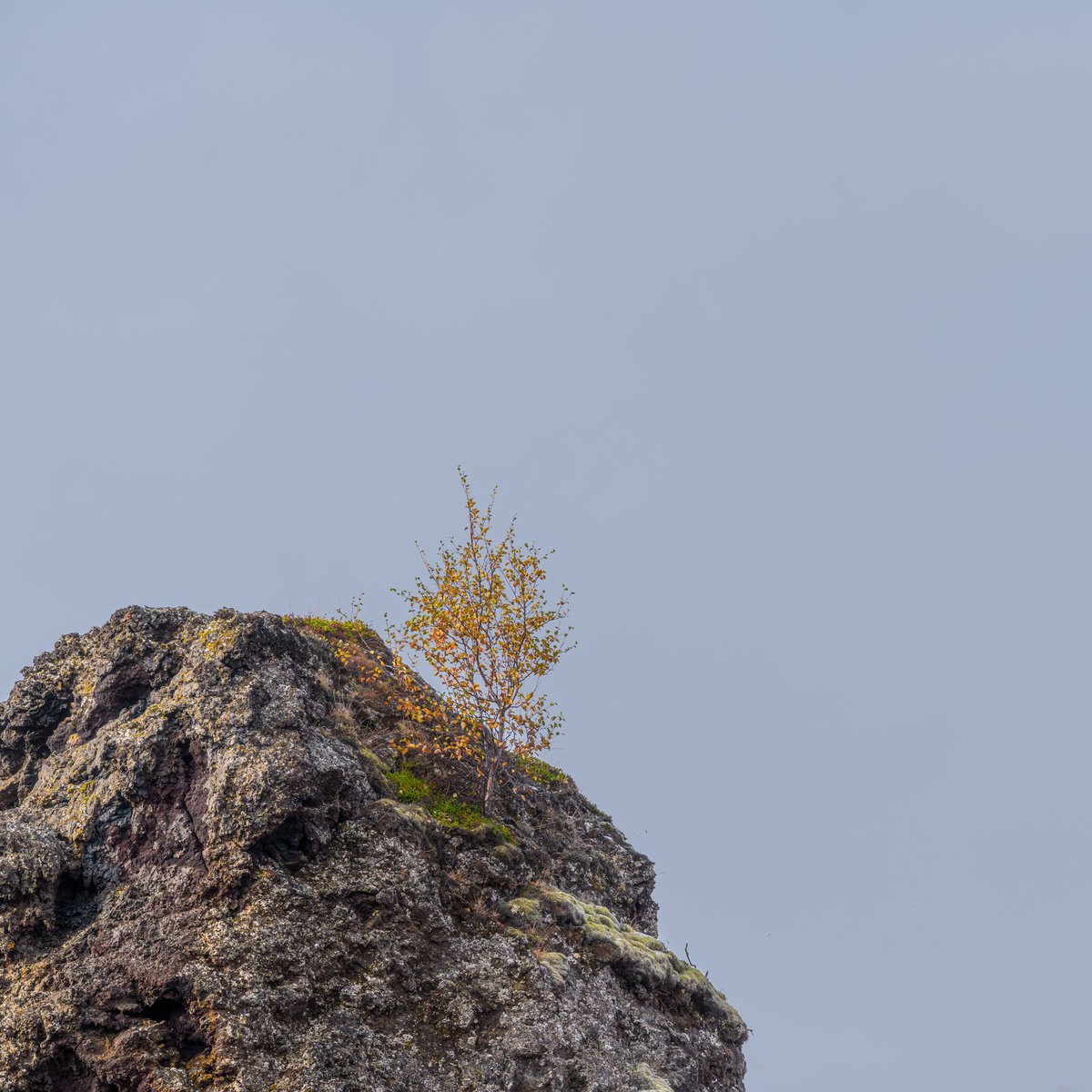 Hanging on #iceland #lavafield #nature #sonyalpha #landscapephotography