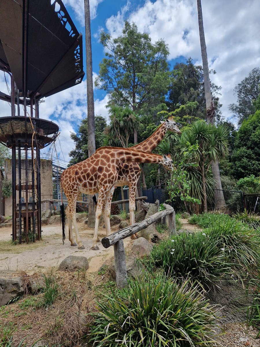 GeddeFN's tweet image. Første post hernede bliver fra en dagstur til zoo - tog afsted med 2 engelske gutter jeg har mødt hernede og som jeg har brugt de sidste 2 uger med Ca. 

Her er de billeder jeg tænkte twitter bedst kunne lide - hvis man vil se dem alle er det ind på insta @gedde_00