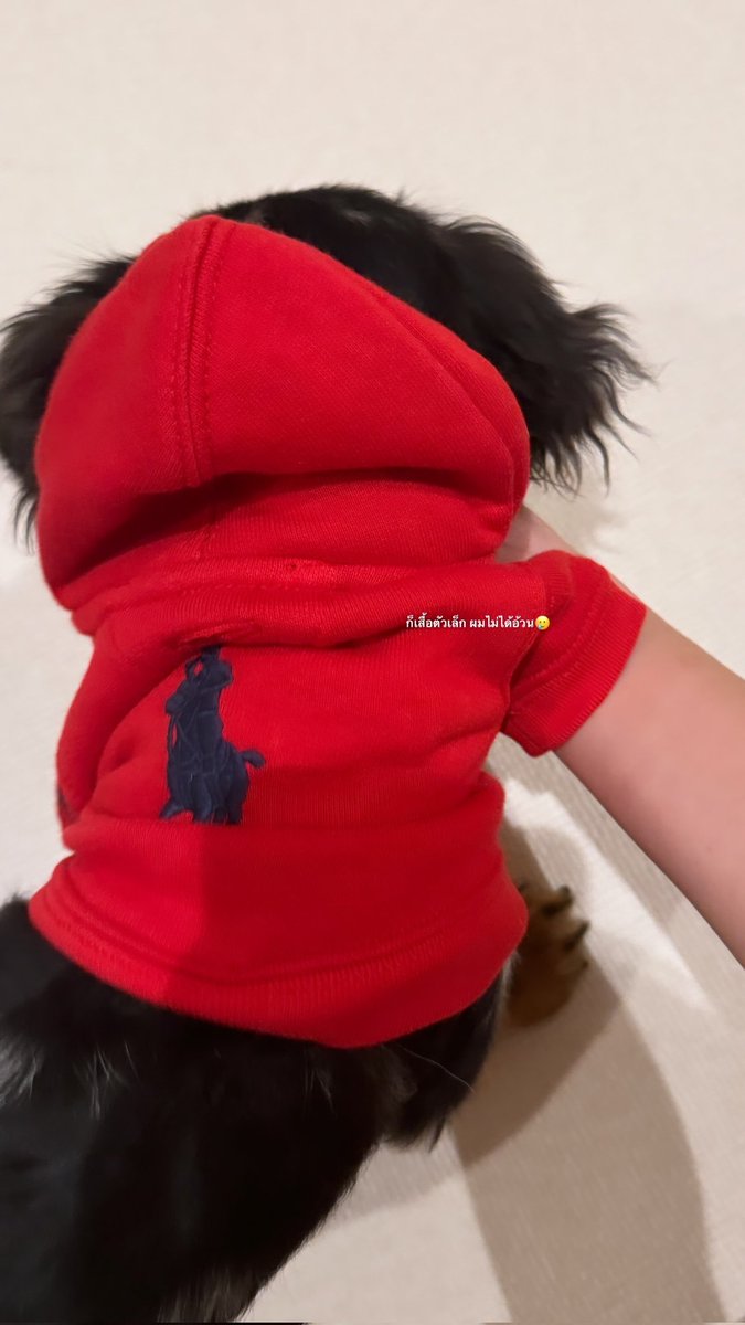 fluffy_freen's tweet image. 📷 Fluffy new IG Story

&quot;It&apos;s a small shirt, I&apos;m not fat 🥲&quot;
👕Ralph Lauren Big Pony Fleece Dog Hoodie 

🖇️instagram.com/stories/ffluff…
🖇️instagram.com/stories/ffluff…

#srchafreen #Fluffy