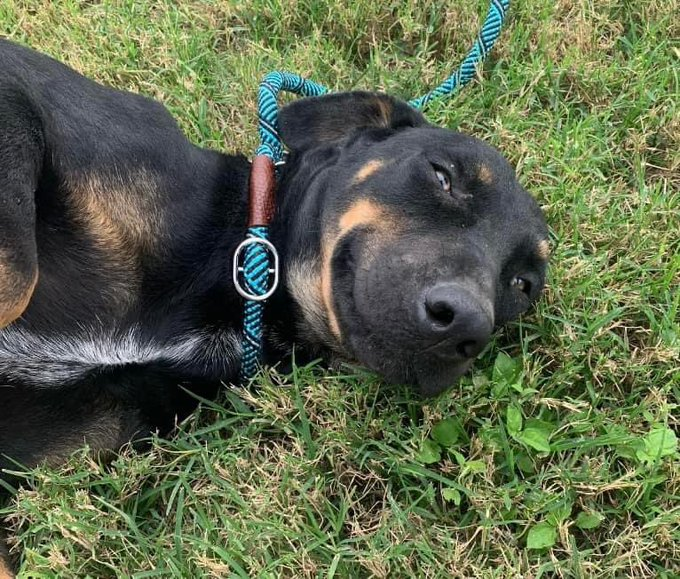 psychicwhisper3's tweet photo. 🌎🐾DIXIE🤗#A362241 #CorpusChristiTX
This Cute Little Sweet💜Is So Nervous Of This
Place & Who Can Blame Her😢But She Is
Friendly To Staff🥰1 Yr Rottweiler Mix💕
Wanting💕& A New Pawrent For🎄🎅Can
You Help Her😢Pls #Pledge2🛟 12/21☠️
☎️361-826-4630
📧ccacsrescues@cctexas.com https://t.co/JBBBo8lcVR
