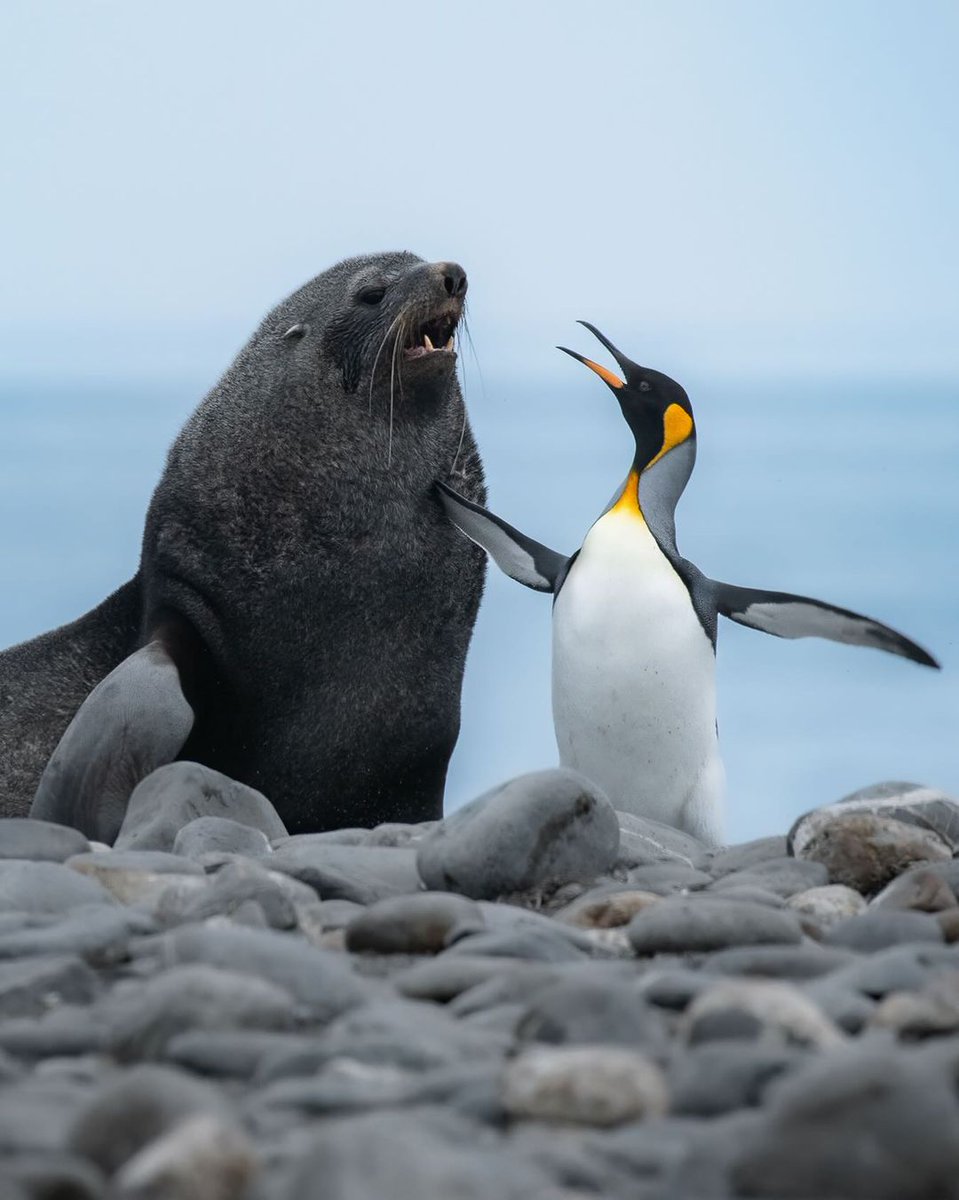 How Cute ❤️
Rate this cuteness out of 10-100!

#penguin #penguins #outdoors #love #viralpost #animal #photographychallenge