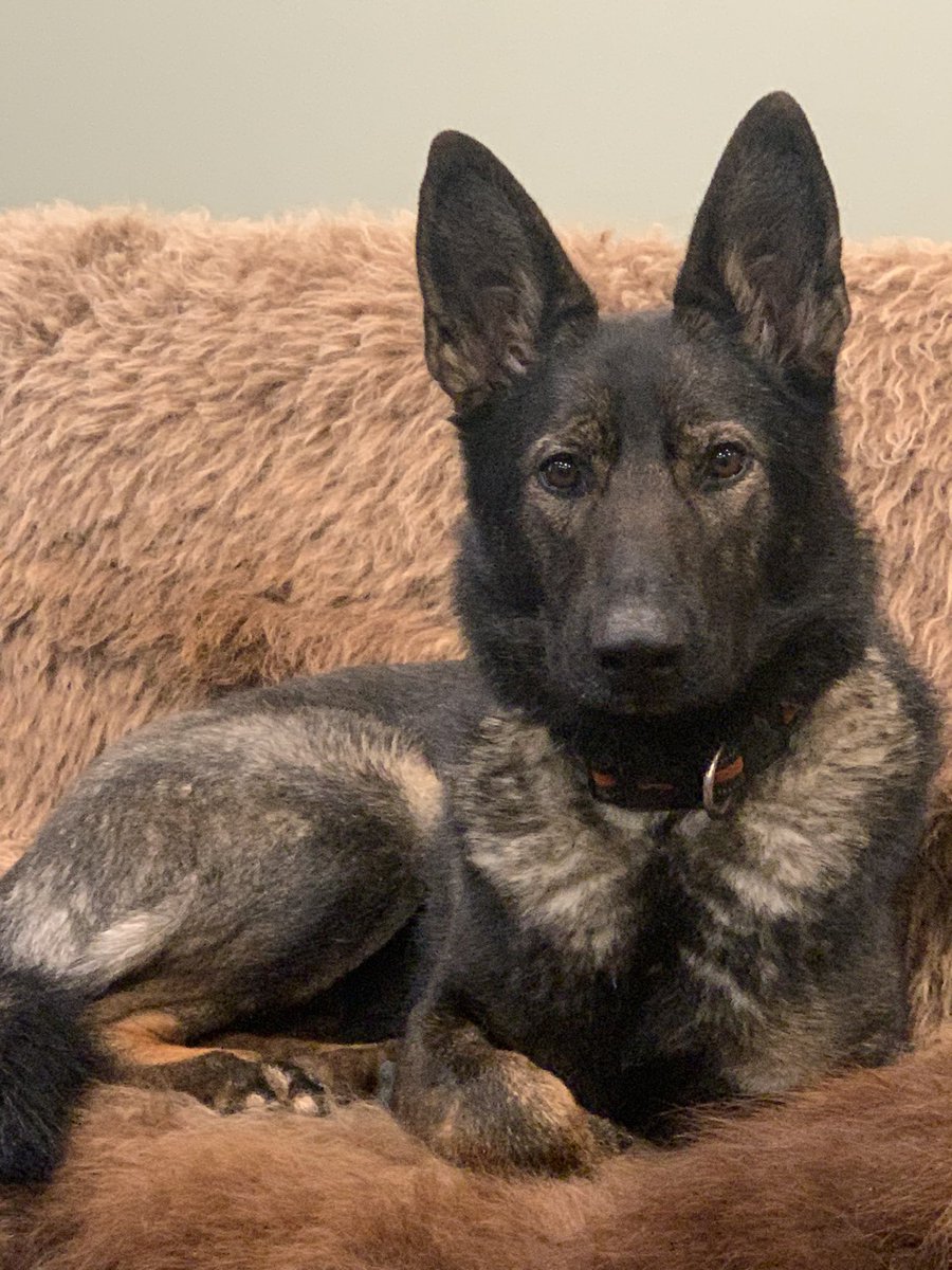 My dog Yeti, on her Buffalo hide…