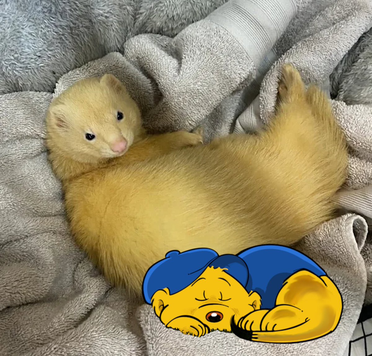 FERALD AND THE FERRET
#ferret #ferretlife #ferretlovers #ferrets #ferretnation #ferretbaby #ferretworlds #ferretoftheday #animals #animallovers #animalfriends