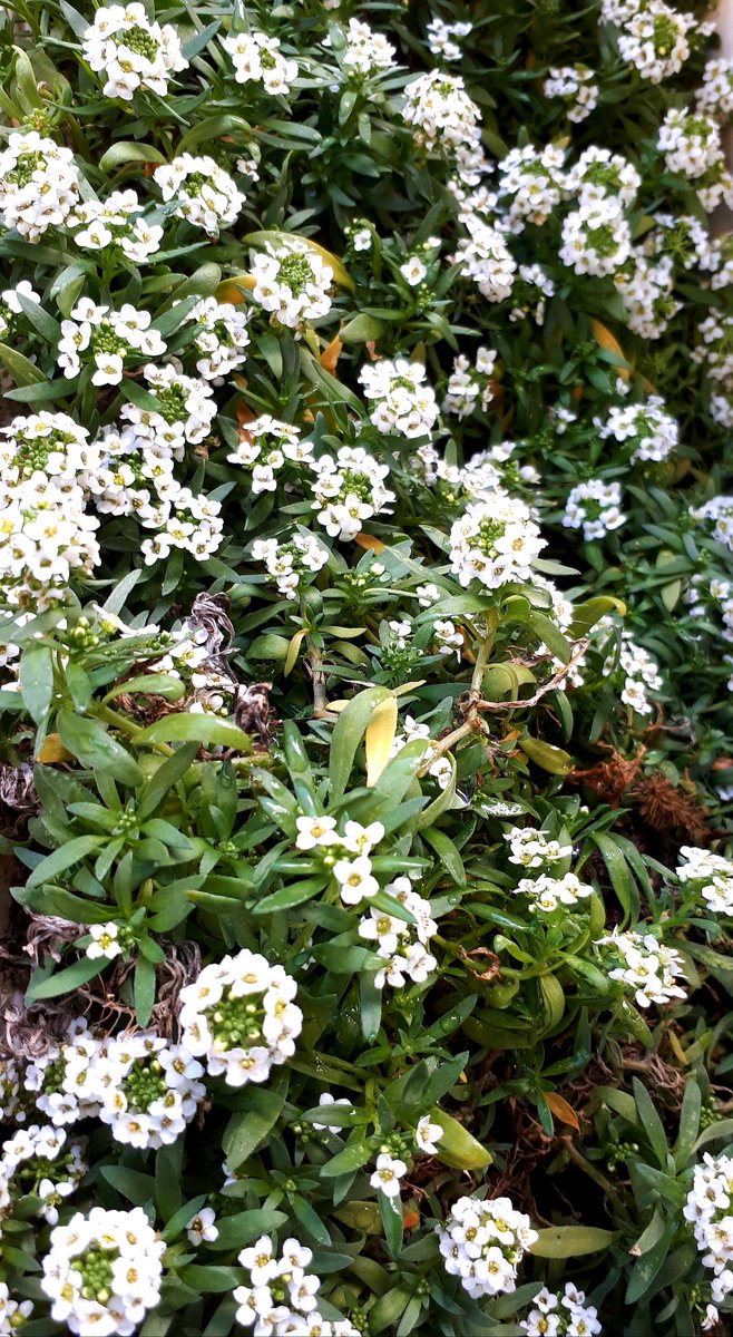 Güzel geçsin gününüz
Günaydın🌿🌼

Kış sabahı güzelliği