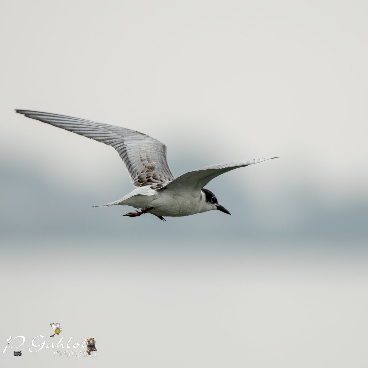 pg_photographie's tweet photo. Whiskered #tern
Take a positive turn !!
#Birding #Birdingphotography #birds #birdphotography #birdwatching #birdwatchers #IndiAves #BirdsSeenIn2023 #BirdsOfTwitter #bbcwildlifePOTD #birdphotography
#BirdsofHaryana #avibase
#IndianBirds #nikonphotography https://t.co/qrmrU9Pzsc